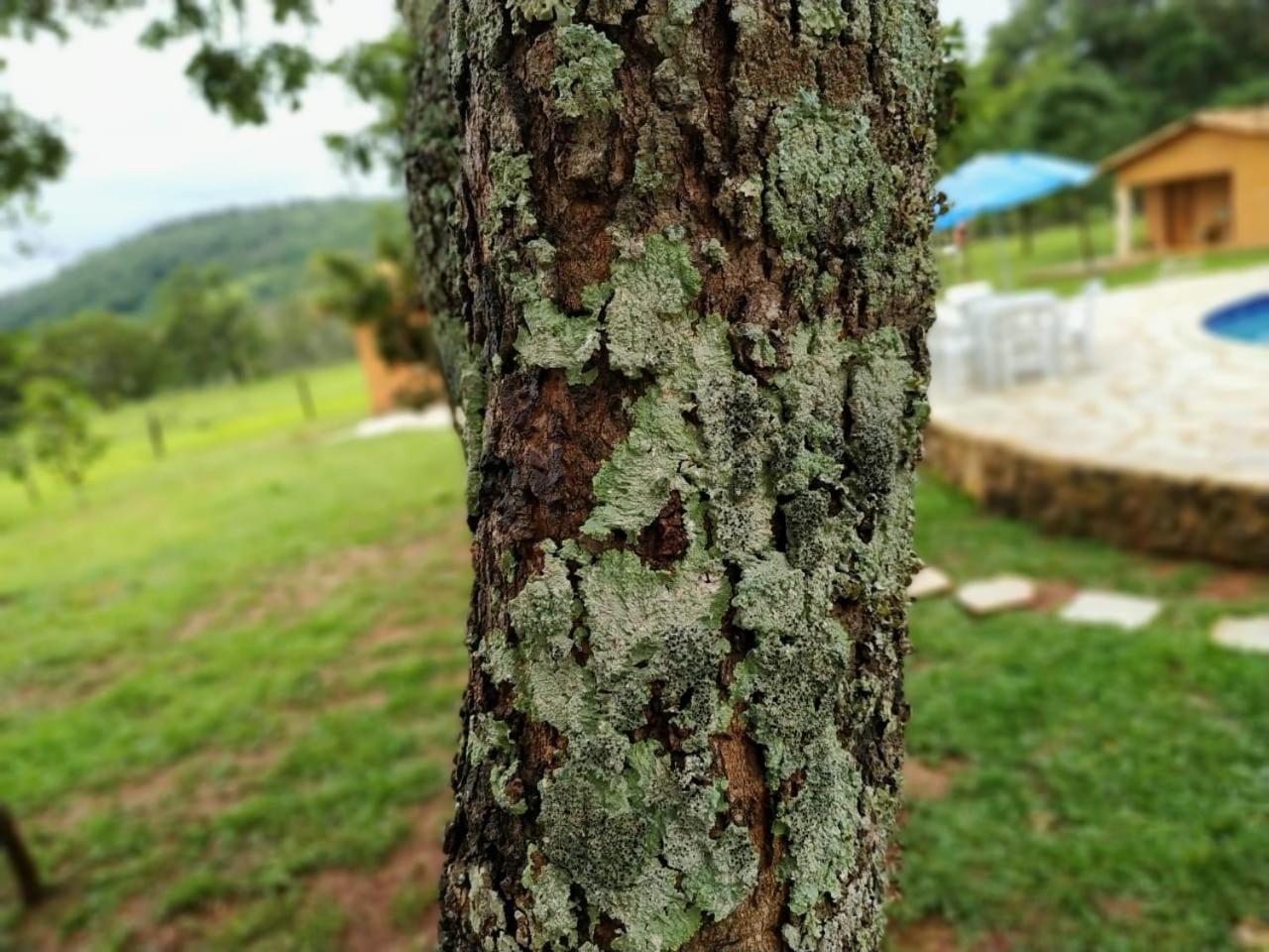 Recanto Do Baru Pirenopolis Ngoại thất bức ảnh